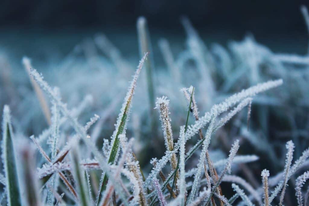 frost-1905873